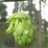 AZ_IPA