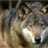 Carpathian Wolf