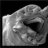 Waterbear