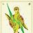 budgies