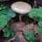 Psilocybe