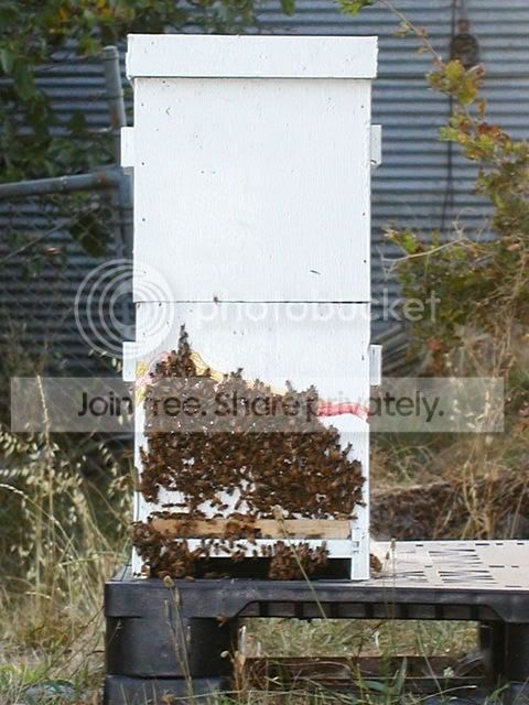 summerbees002.jpg