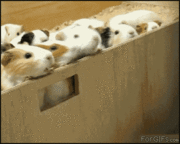 WuoLFod.gif